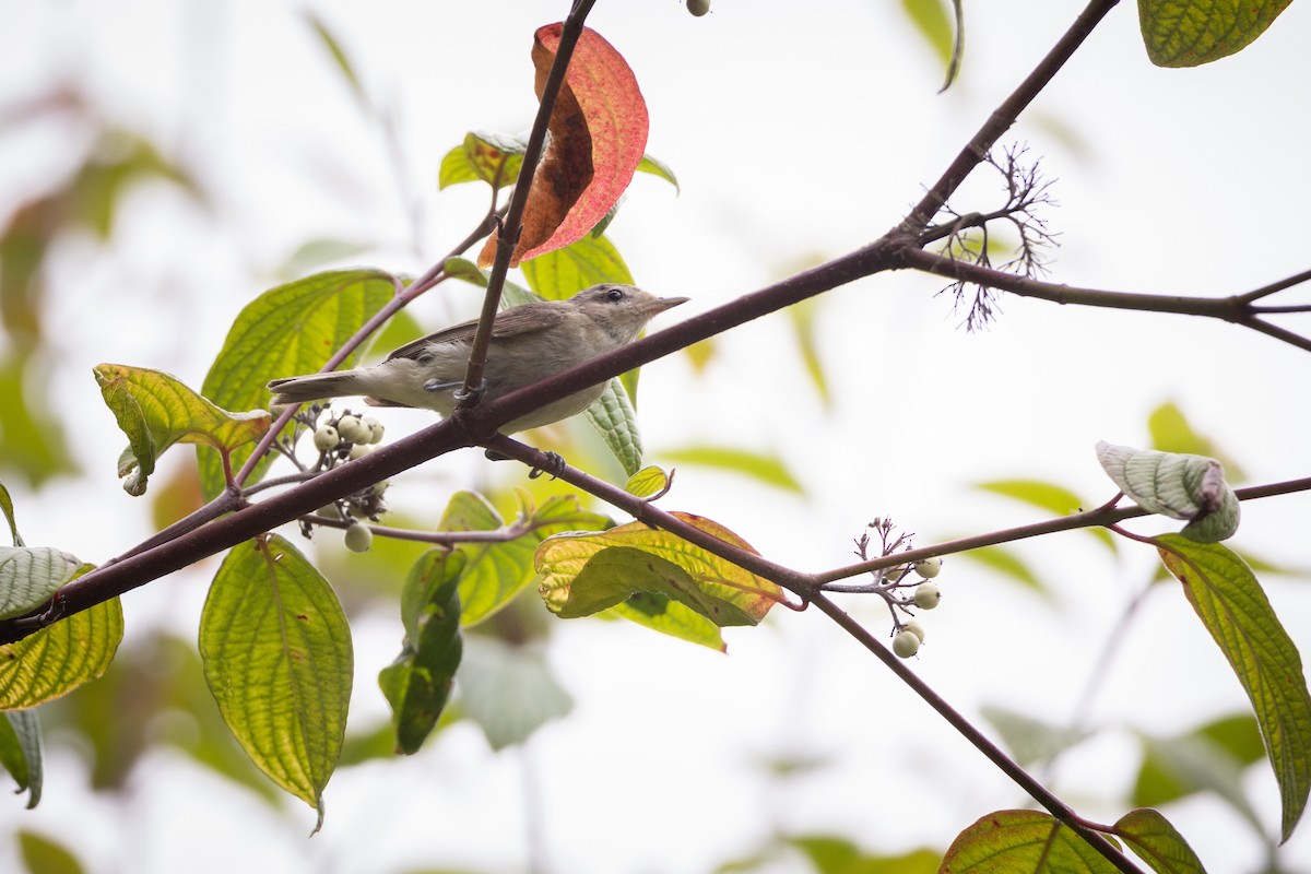 Sängervireo - ML640791225