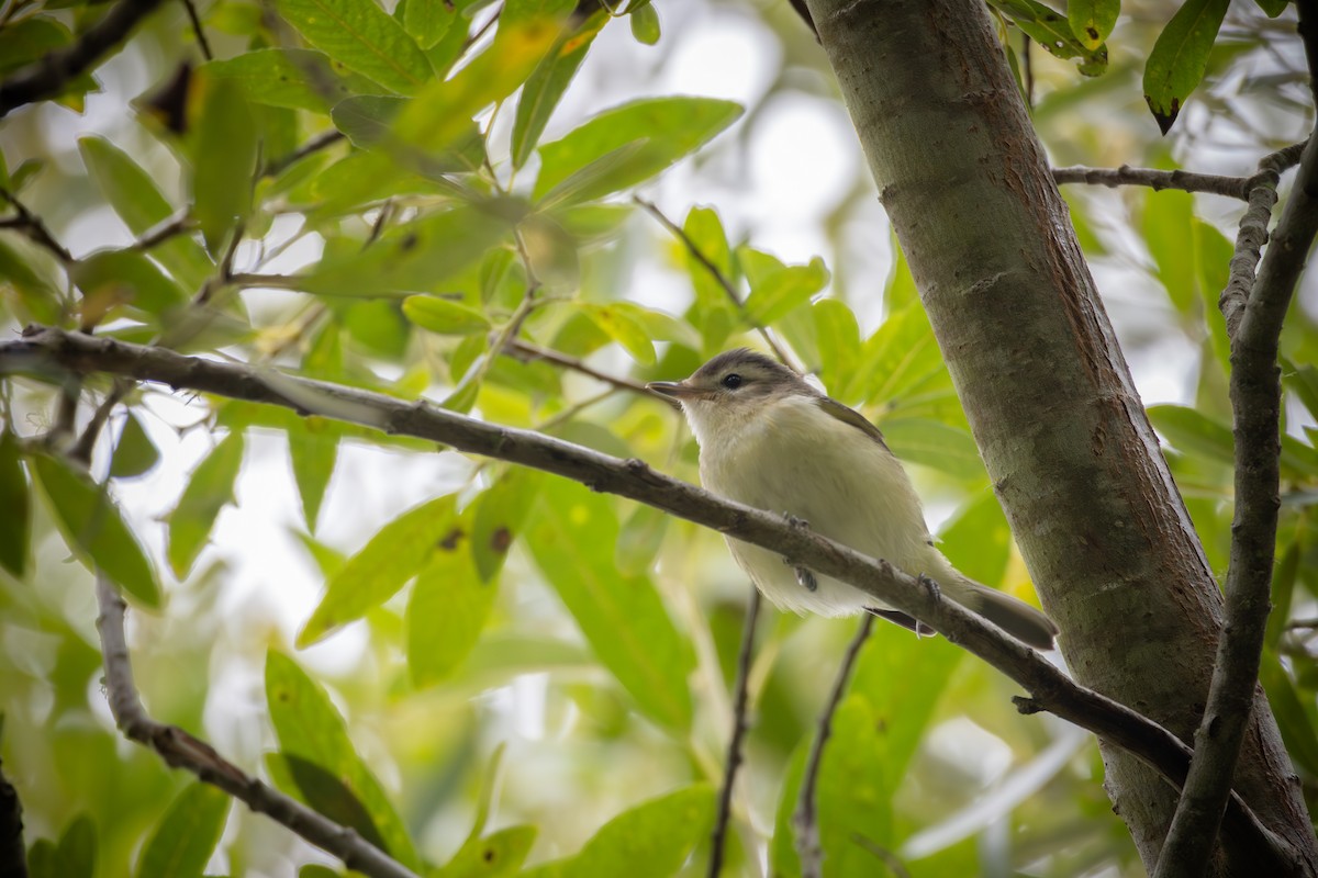 Sängervireo - ML640791226