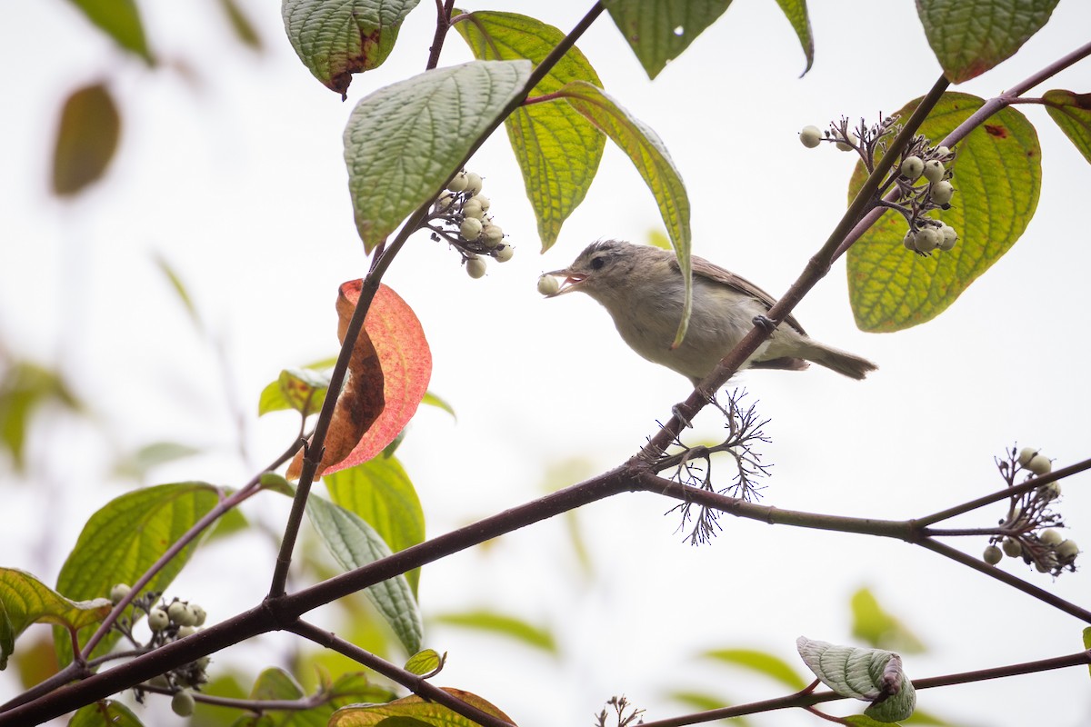 Sängervireo - ML640791227