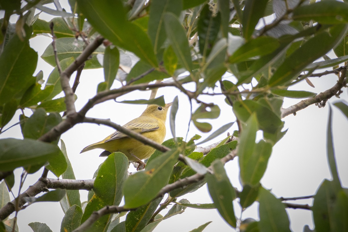Goldwaldsänger - ML640791246