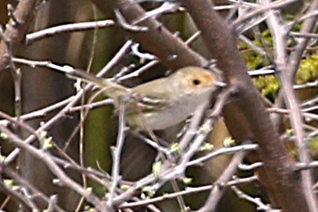 Fulvous-faced Scrub-Tyrant - ML640791262