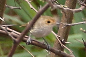 Fulvous-faced Scrub-Tyrant - ML640791267