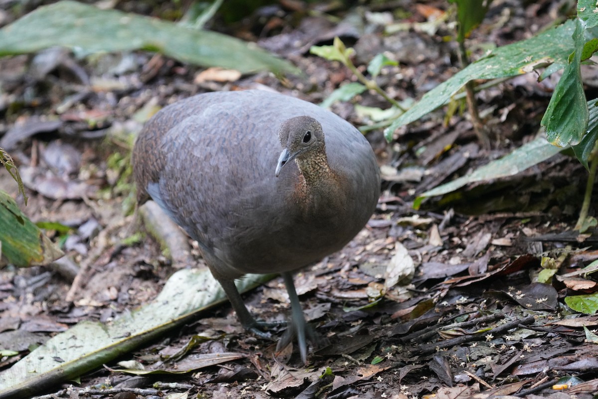 Solitary Tinamou - ML640791281