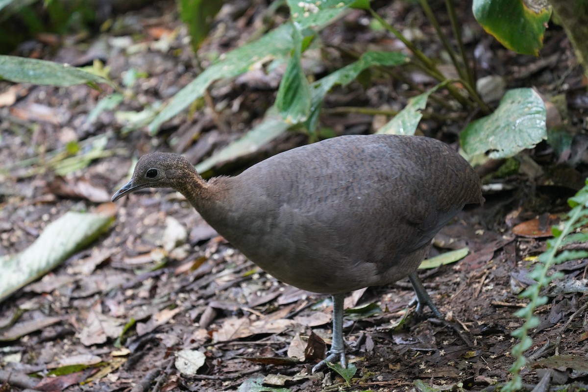 Solitary Tinamou - ML640791296