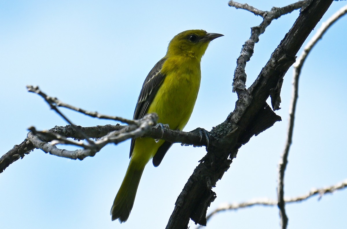 Orchard Oriole - ML640791304
