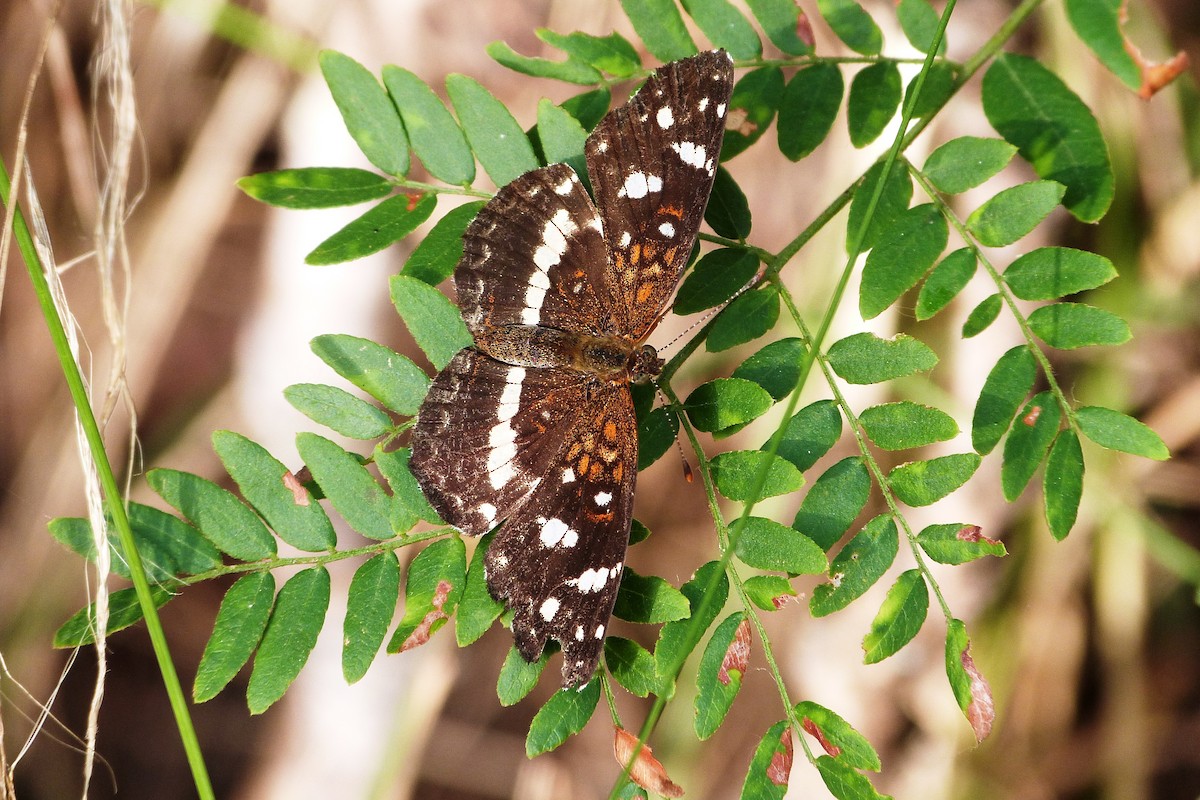 Ithra Crescent - ML640791320