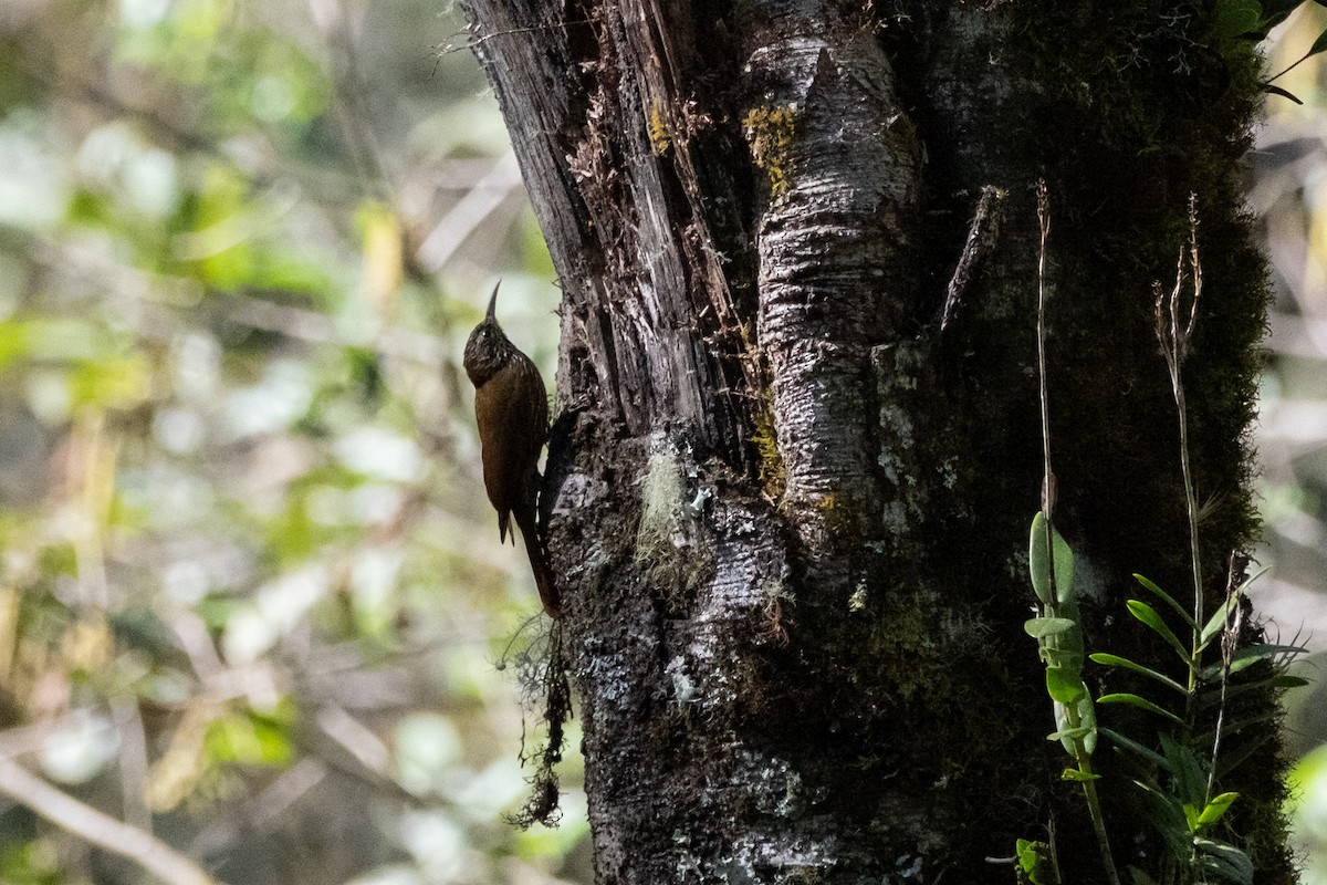 Montane Woodcreeper - ML640791348