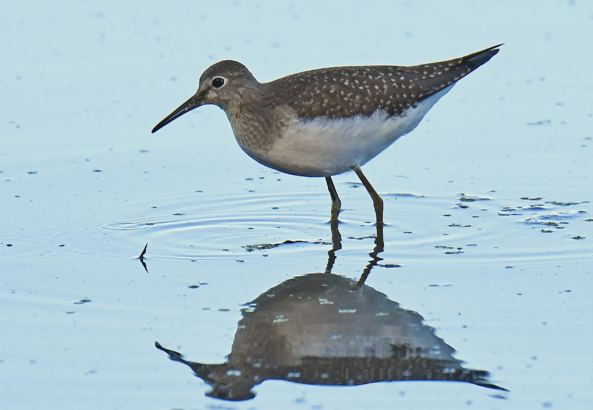 Solitary Sandpiper - ML640791367