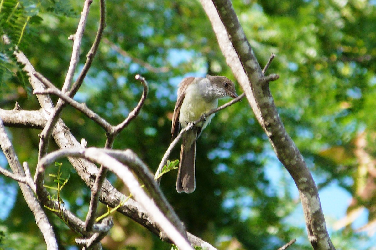 Swainson's Flycatcher - ML640791373
