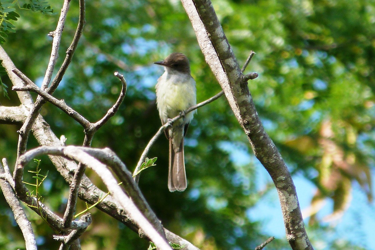 Swainson's Flycatcher - ML640791374