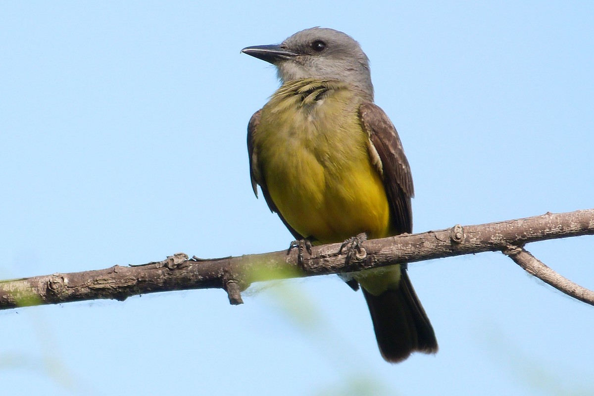 Tropical Kingbird - ML640791392