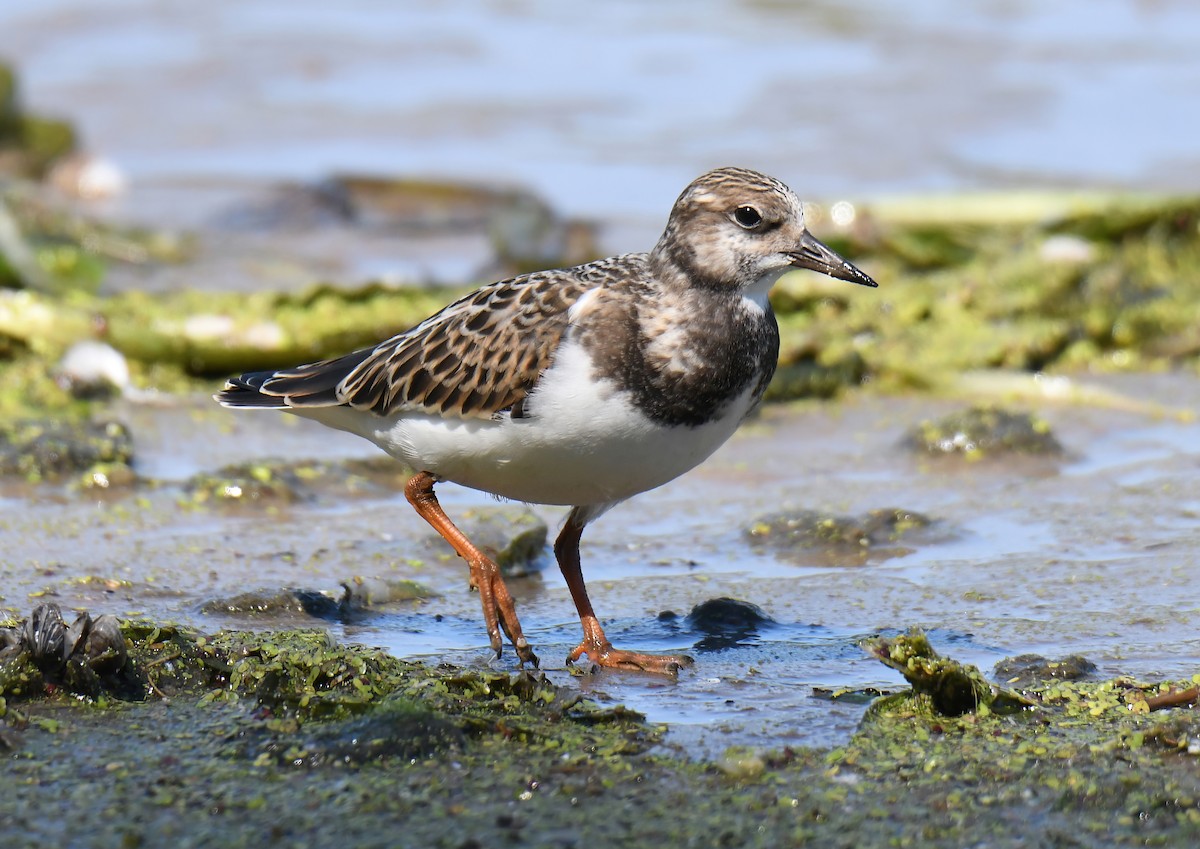 Ruddy Turnstone - ML640791395