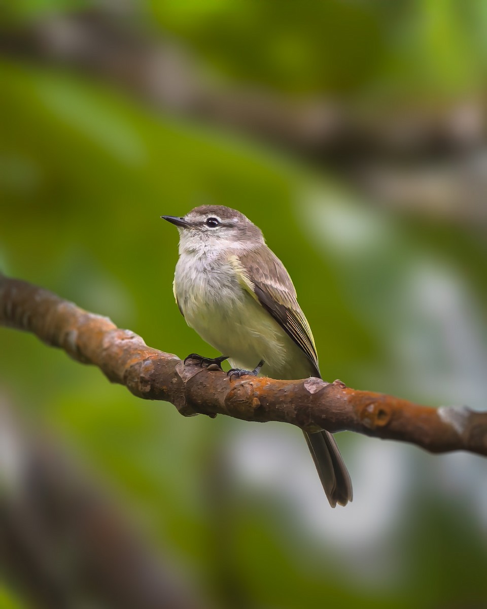 Jamaican Elaenia - ML640791396