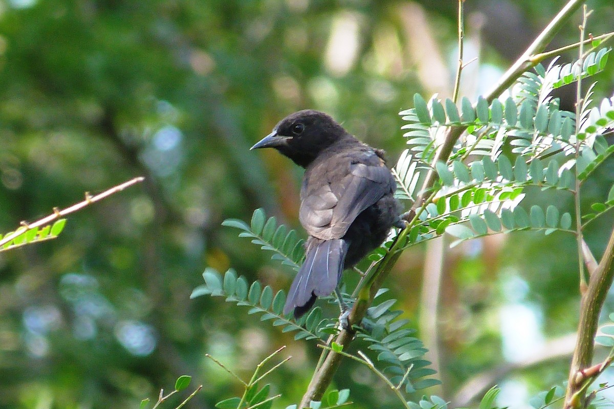 Variable Oriole - ML640791411