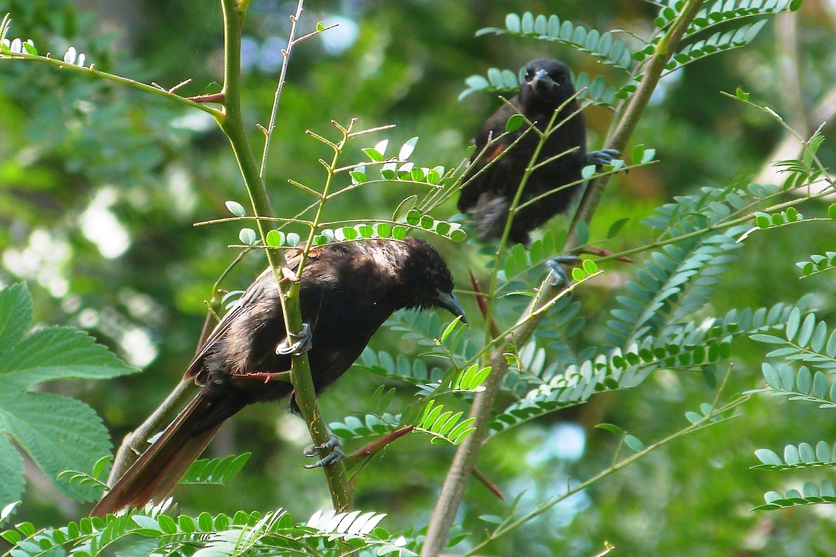 Variable Oriole - ML640791412