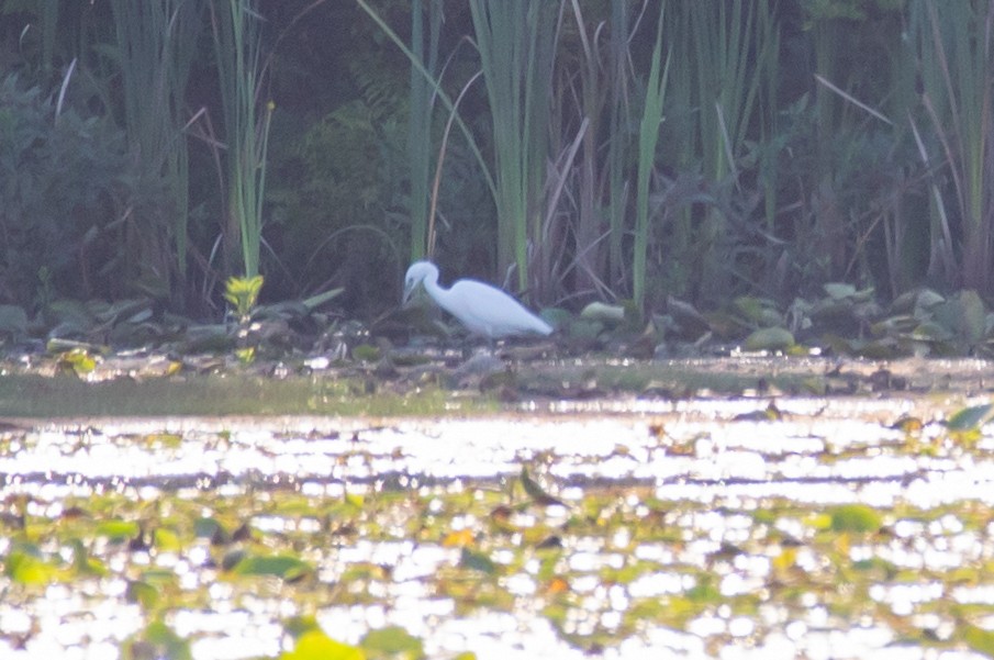 Little Blue Heron - ML640791438