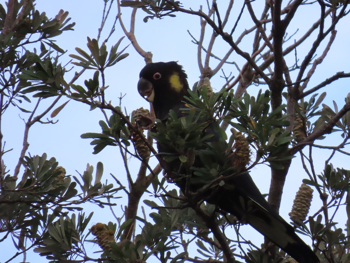 Yellow-tailed Black-Cockatoo - ML640791445