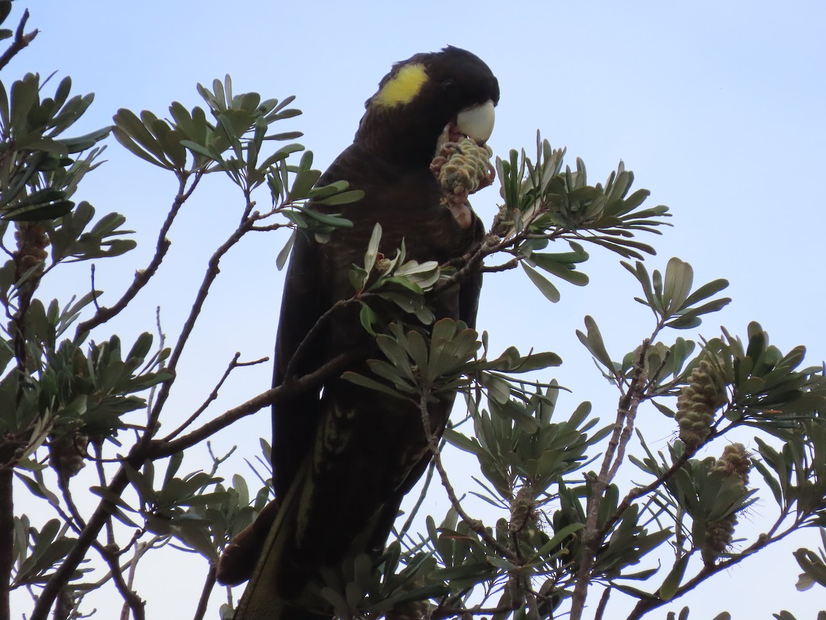 Yellow-tailed Black-Cockatoo - ML640791446