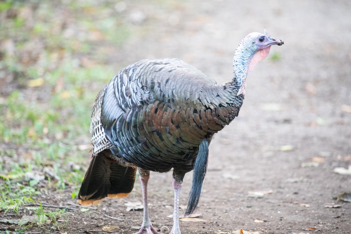 Wild Turkey - ML640791456