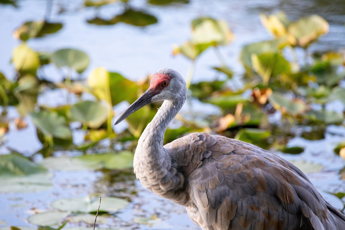 Sandhill Crane - ML640791460