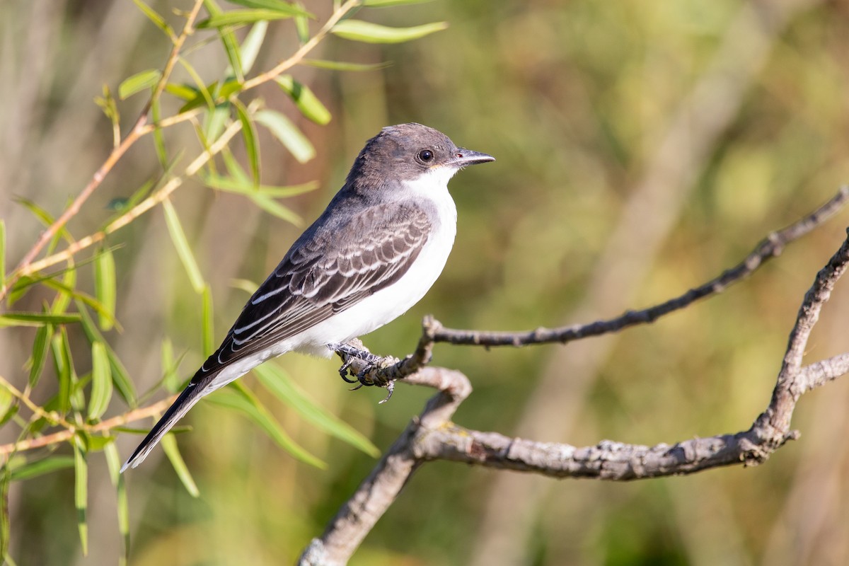 Eastern Kingbird - ML640791469