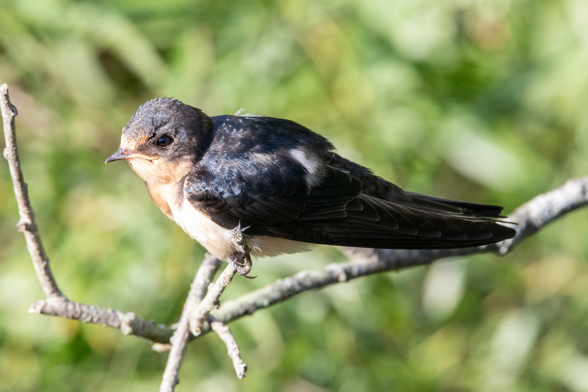Barn Swallow - ML640791481