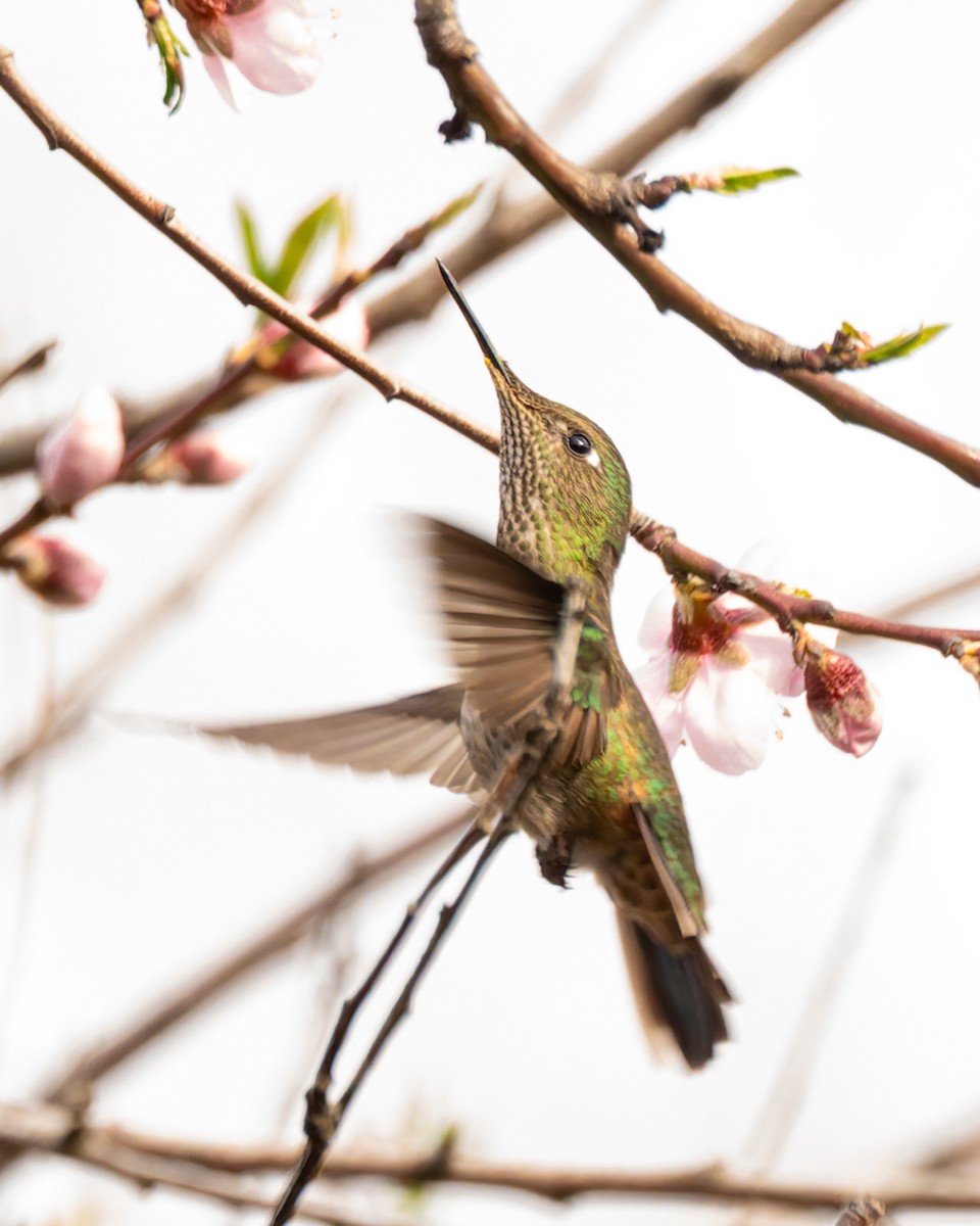 Colibri du Chili - ML640791485