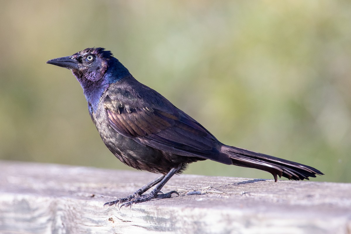 Common Grackle - ML640791493