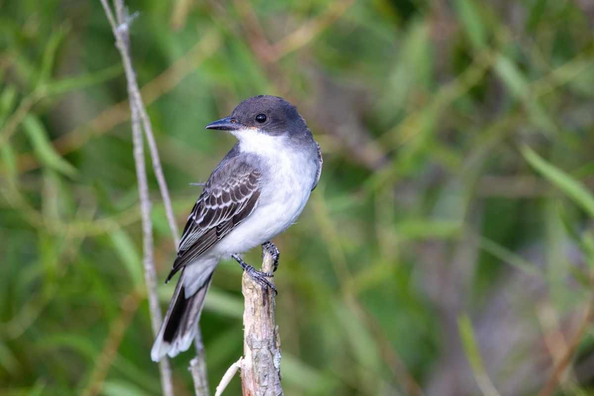 Eastern Kingbird - ML640791494