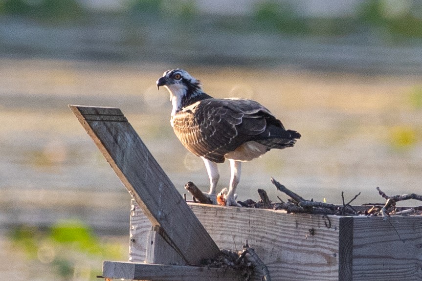 Osprey - ML640791541