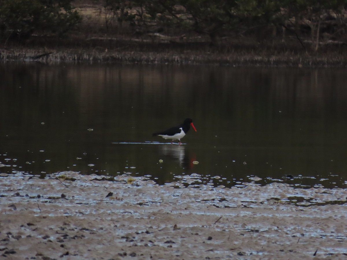 Pied Oystercatcher - ML640791573