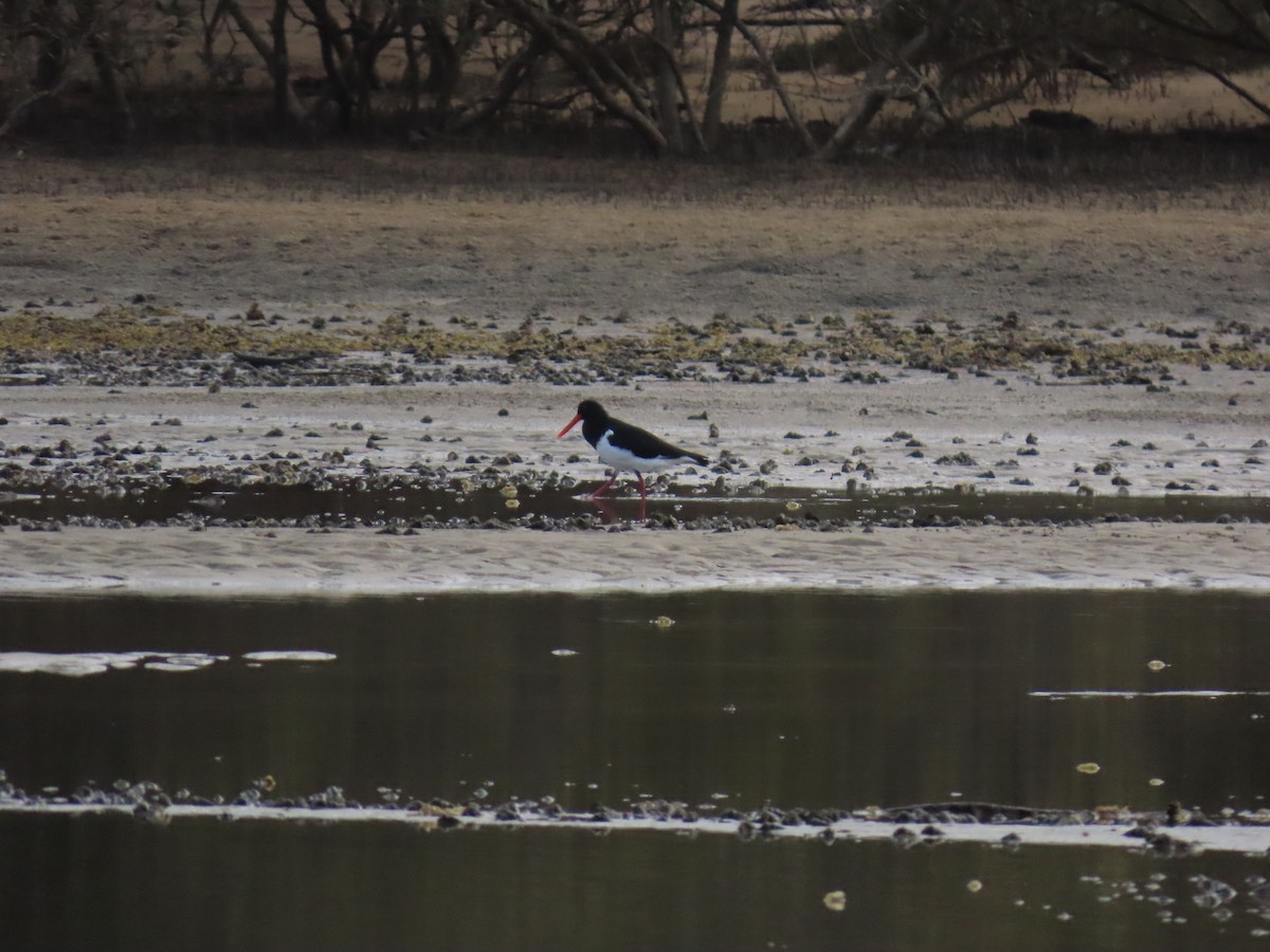 Pied Oystercatcher - ML640791574