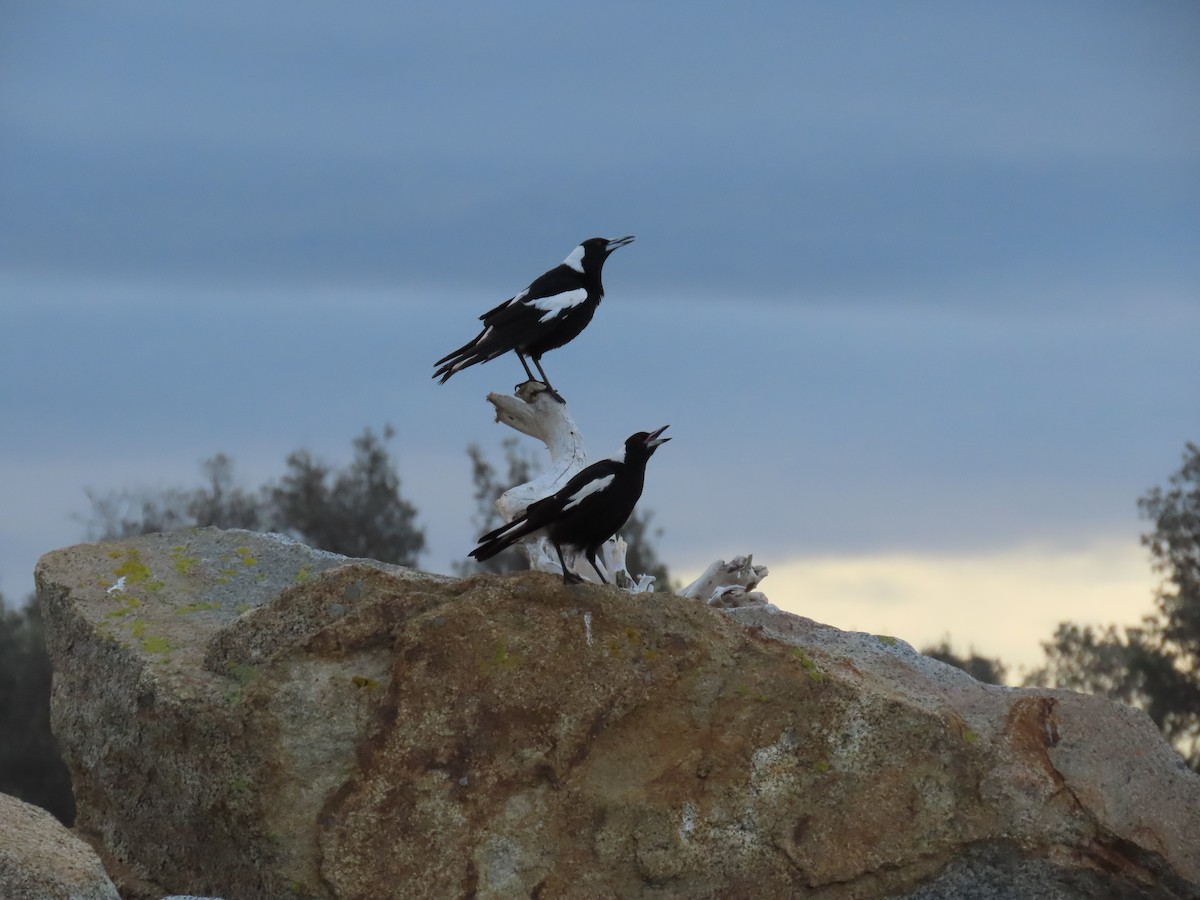 Australian Magpie - ML640791601