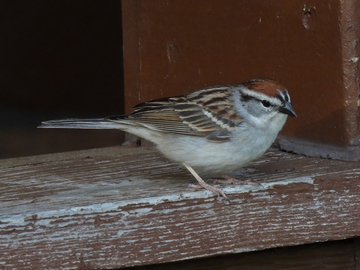 Chipping Sparrow - ML640791629