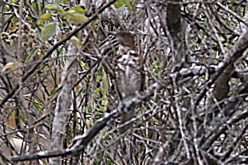 Marañon Thrush - ML640791631