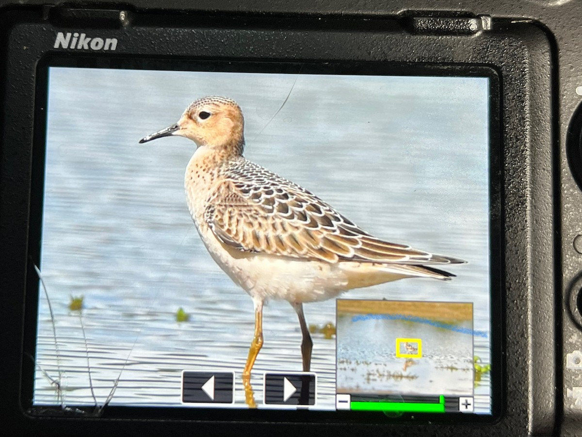Buff-breasted Sandpiper - ML640791636