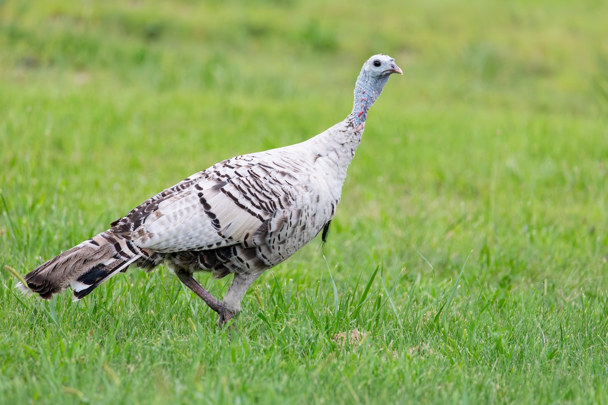 Wild Turkey - ML640791637