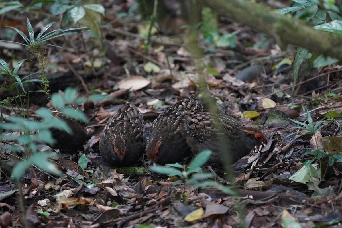 Spot-winged Wood-Quail - ML640791646