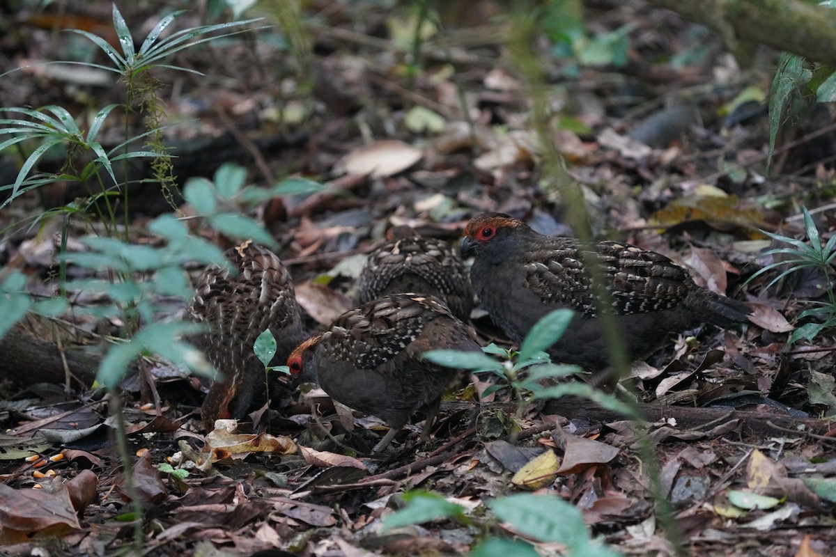 Spot-winged Wood-Quail - ML640791677