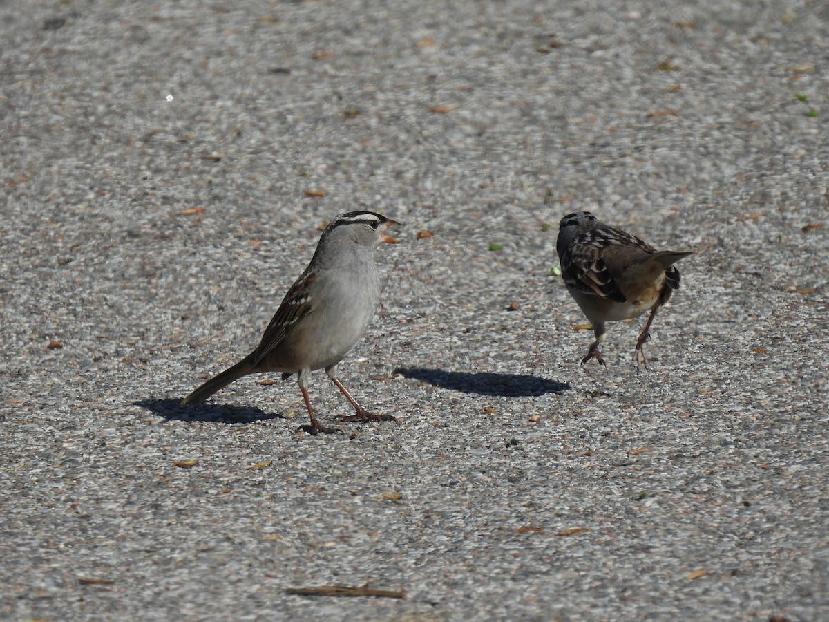 White-crowned Sparrow - ML640791700