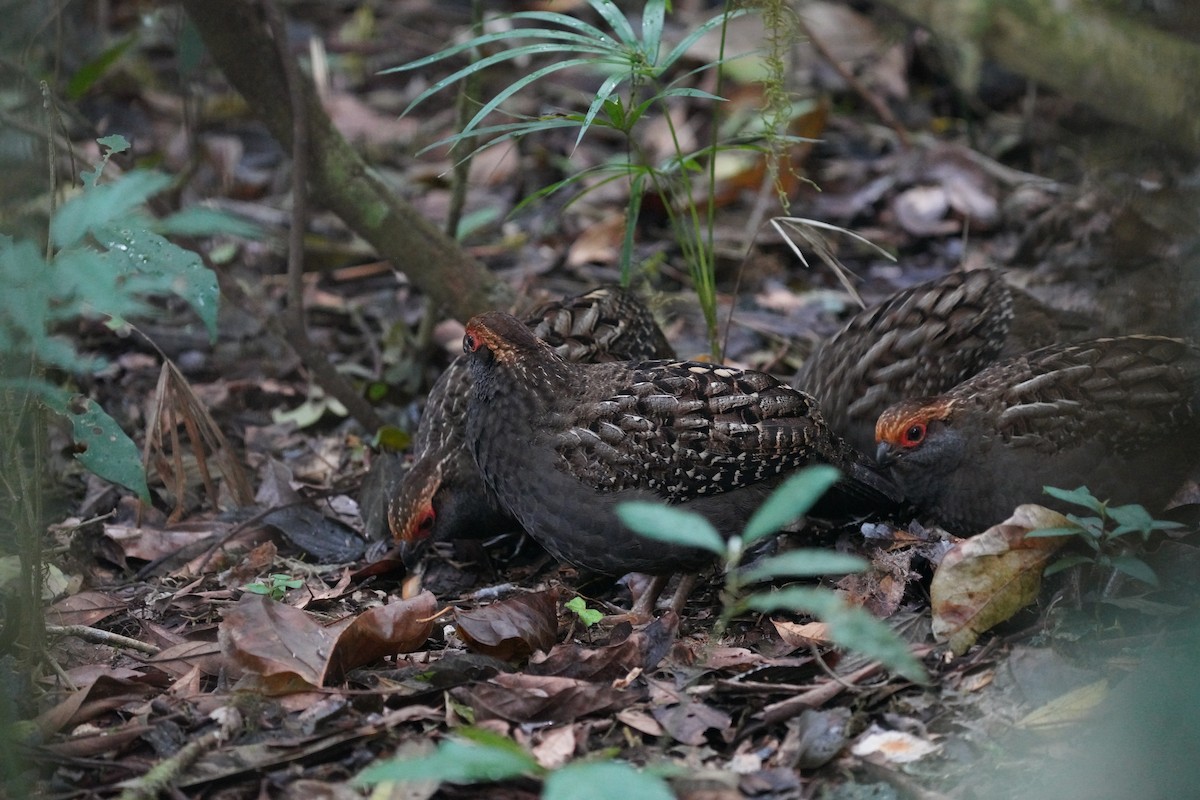 Spot-winged Wood-Quail - ML640791742