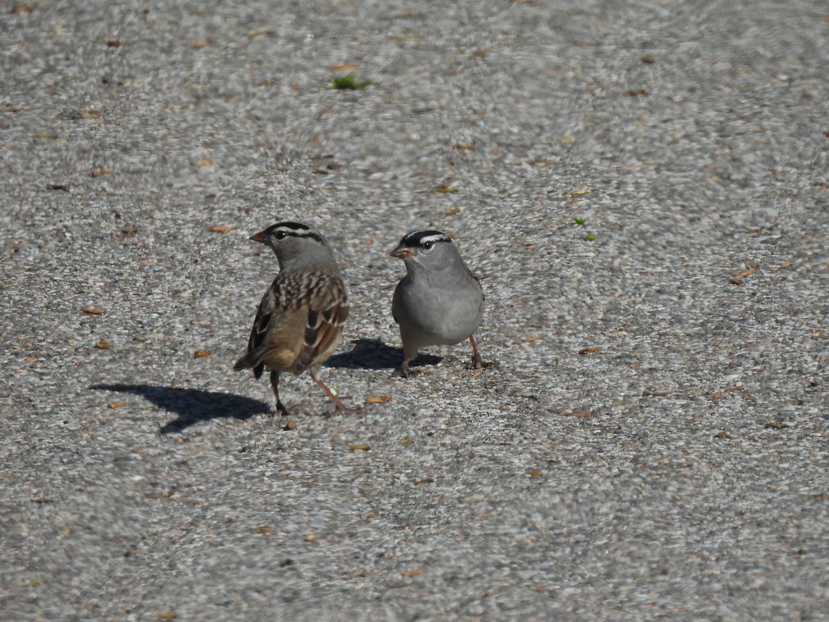 White-crowned Sparrow - ML640791776