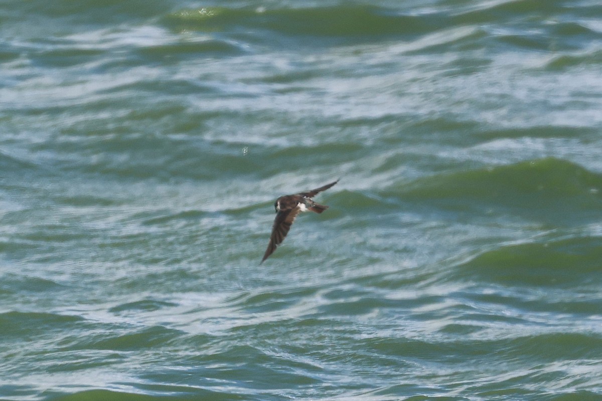 Tree Swallow - ML640791784