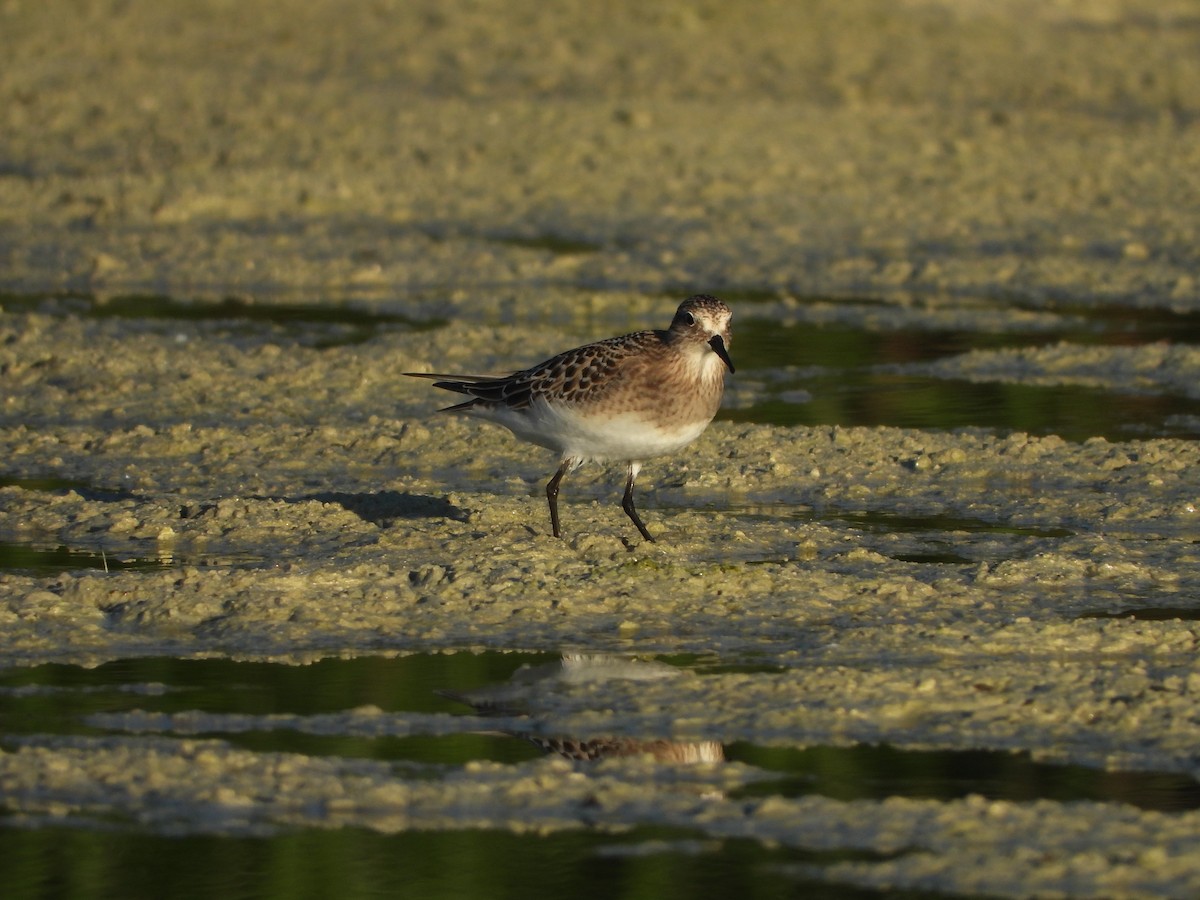 Baird's Sandpiper - ML640791789