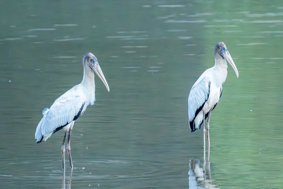 Wood Stork - ML640791809