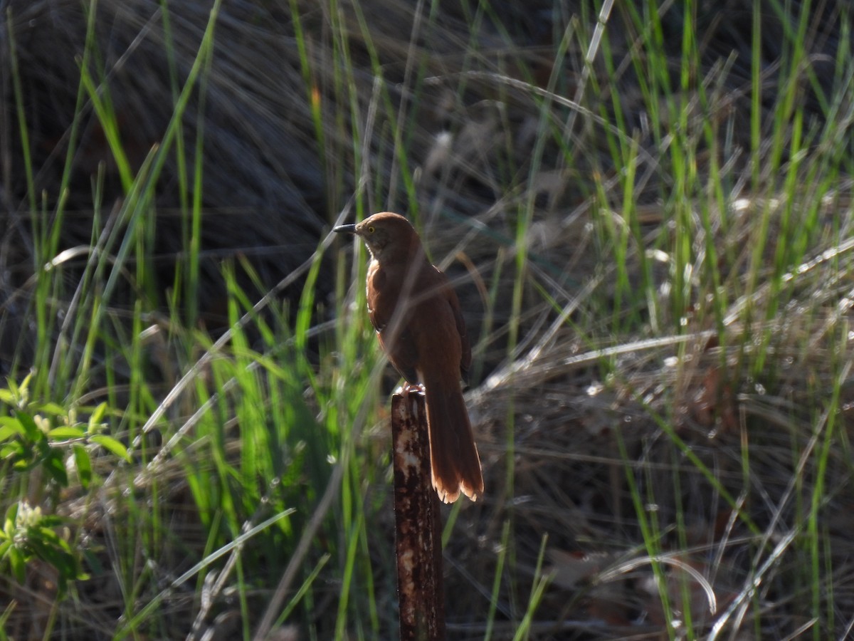 Brown Thrasher - ML640791822