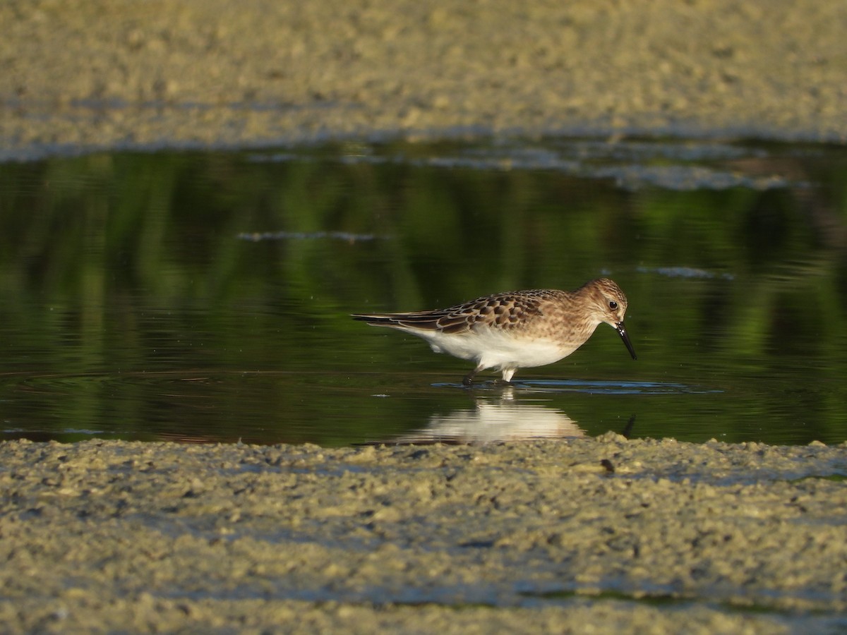 Baird's Sandpiper - ML640791828