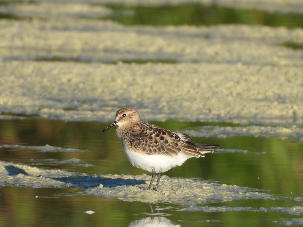 Baird's Sandpiper - ML640791829