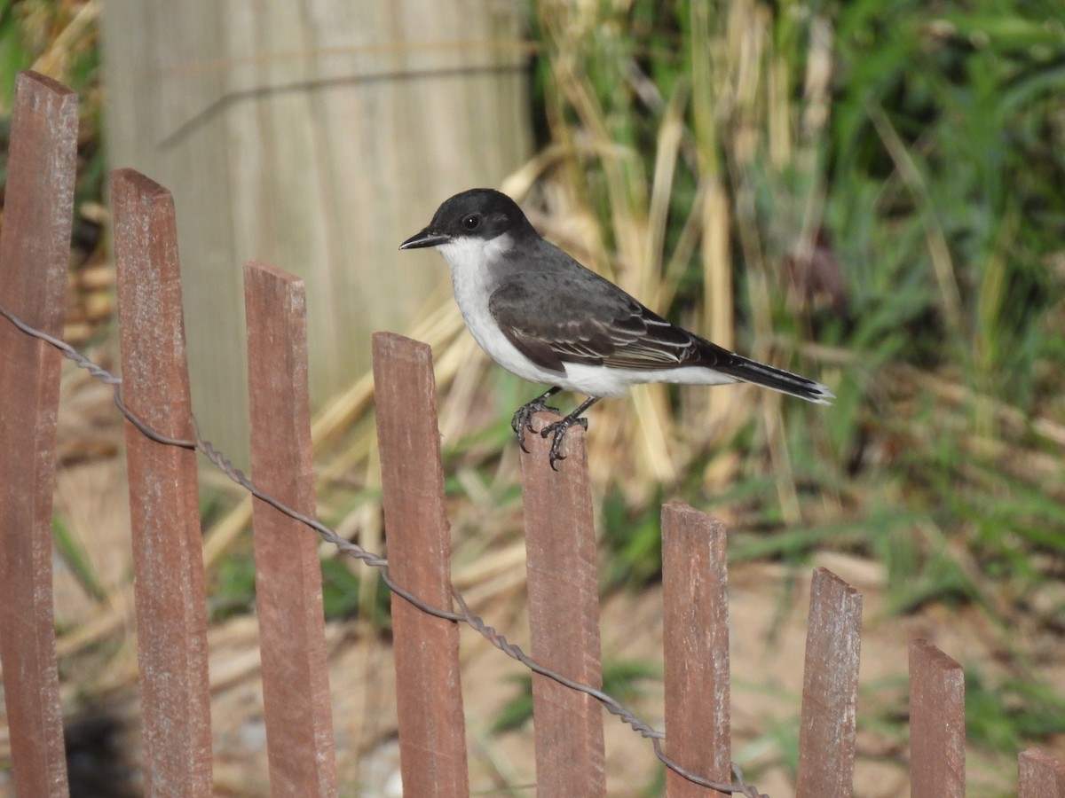Eastern Kingbird - ML640791898