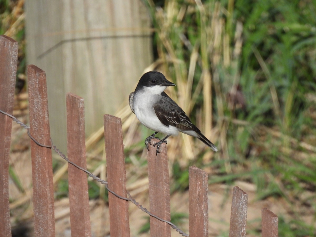 Eastern Kingbird - ML640791913